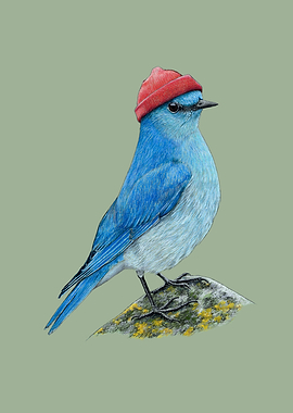 Mountain bluebird