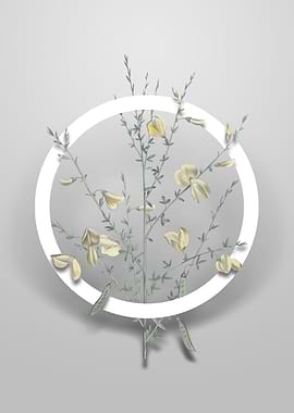 Yellow Broom Flowers Art