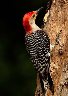 Red Bellied Woodpecker