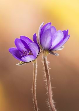 Spring purple flowers