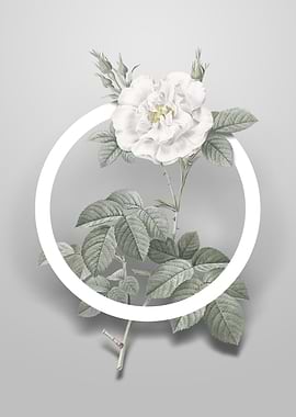 Vintage White Rose Flower