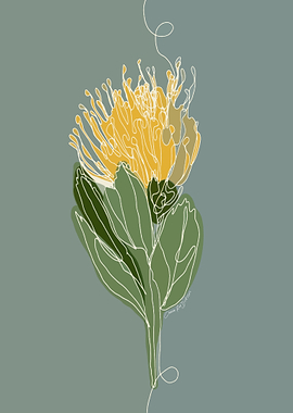 Yellow Pincushion Protea