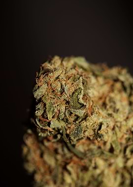 Medical marijuana close up