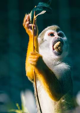 Monkey Having a Snack