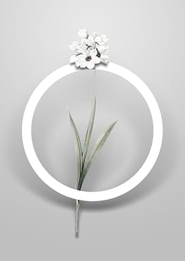 Ixia Maculata Flower Art