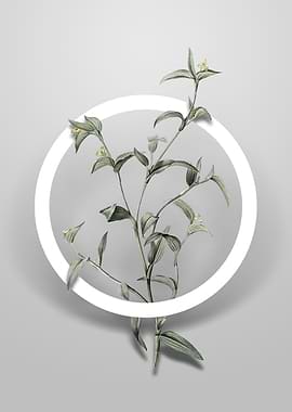 Commelina Africana Flower