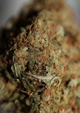 Medical marijuana close up