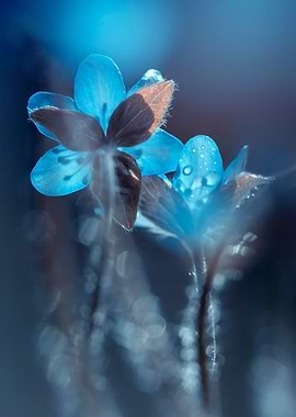 Blue hepatica flowers