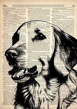 Golden Retriever Dog