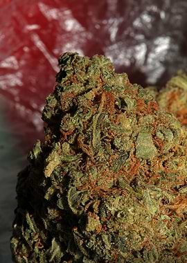 Medical marijuana close up