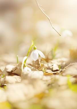 White snowdrops flowers