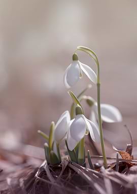 White snowdrops, macro