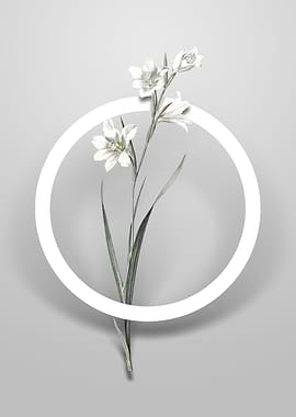 Painted Lady Flower Circle