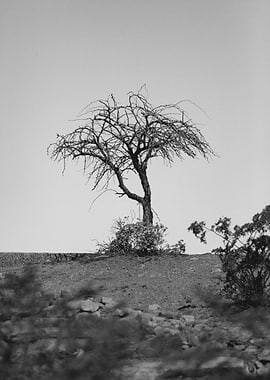 a tree on a great desert