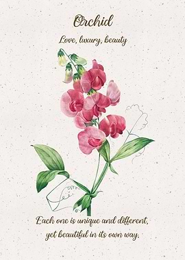 Orchid Flower Language