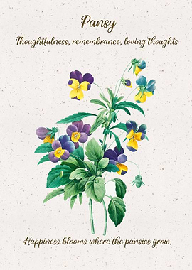 Pansy Flower Language
