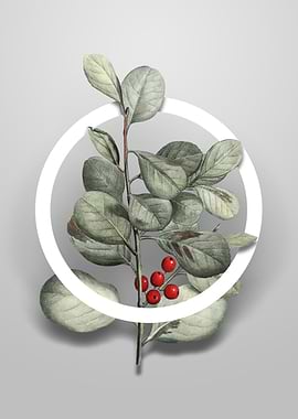 Lingonberry Evergreen Art