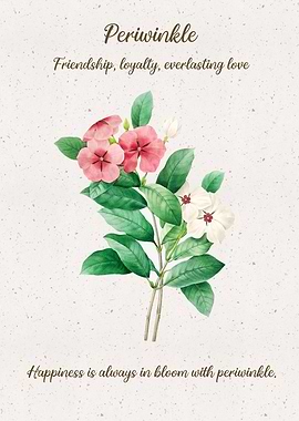 Periwinkle Flower Language