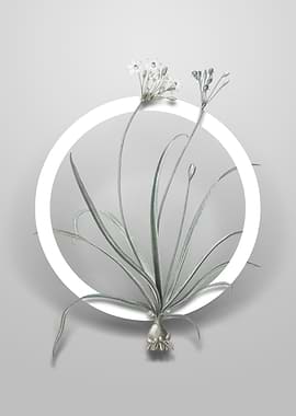 Allium Fragrans Flower Art