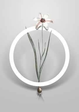 Vintage Lady Tulip Flower