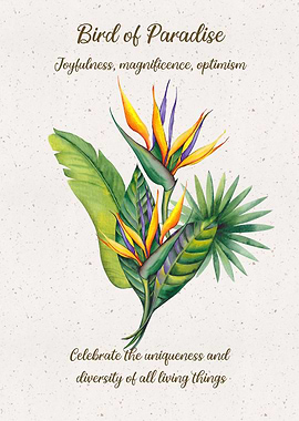 Bird of Paradise Flower