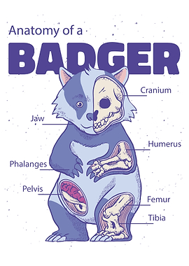 Badger Anatomy