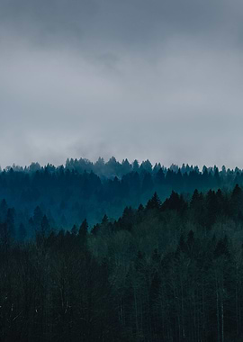 Mountain Forest View