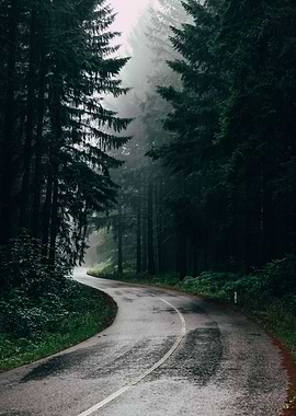 Forest road view