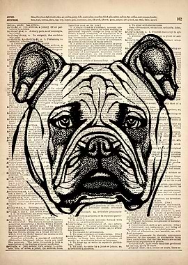 BULLDOG DOG ILLUSTRATION