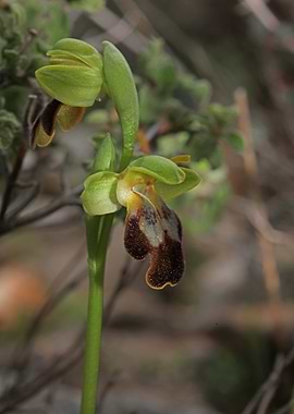 Wild orchid ophrys fusca