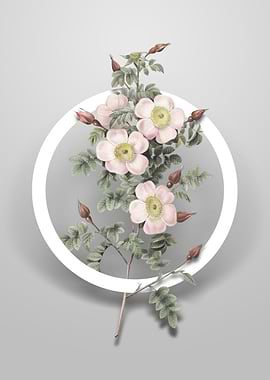 Thornless Burnet Rose Art