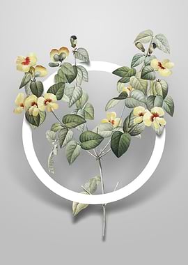 Vintage Platilobium Flower