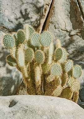 Joshua Tree Cactus Photo