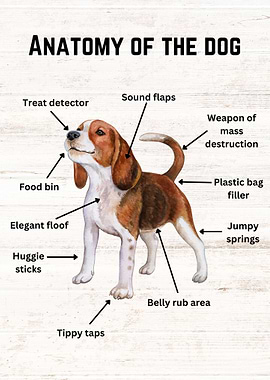 Anatomy of the dog
