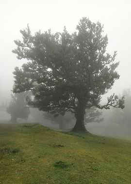 Madeira Fanal Forest 04