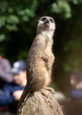 Meerkat