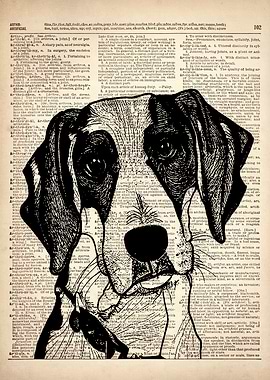 American Fox hound DOG