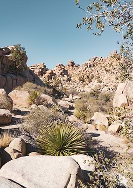 Joshua Tree Hiking Trail