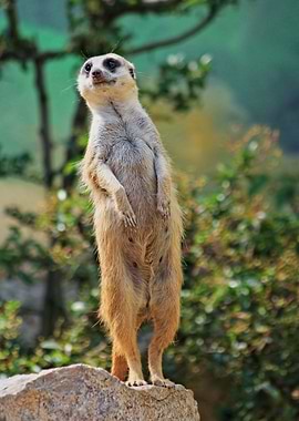 Meerkat