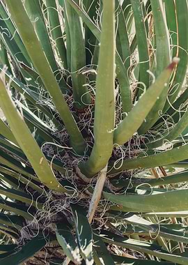 Joshua Tree Nature Photo