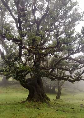 Madeira Fanal Forest 06
