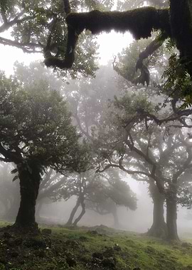 Madeira Fanal Forest 03