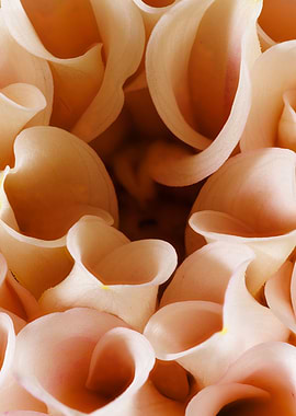 Macro of a dahlia flower