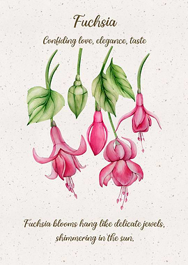 Fuchsia Flower Language