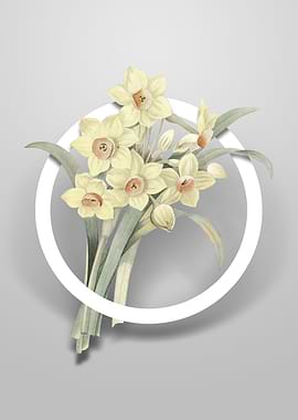 Chinese Sacred Lily Flower