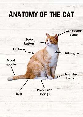 The anatomy of the cat