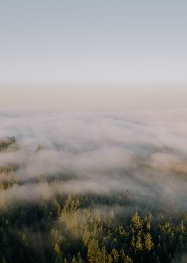 Forest Cloud View