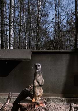 Meerkat