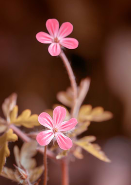 Pink flowers, macro,meadow