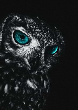 owl Pearl eye